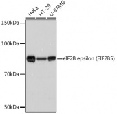 eIF2B epsilon (EIF2B5) Rabbit mAb (A8670)
