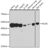 NUDC Rabbit mAb (A4719)
