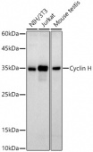 Cyclin H Rabbit mAb (A21885)