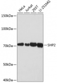 SHP2 Rabbit mAb (A22429)