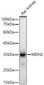 MDH2 Rabbit mAb (A20968)