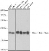 KRAS+HRAS+NRAS Rabbit mAb (A22438)