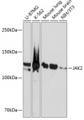 JAK2 Rabbit mAb (A19629)