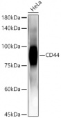CD44 Rabbit mAb (A24023)