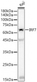 IRF7 Rabbit mAb (A22742)