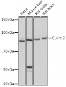 Cullin 2 Rabbit mAb (A5076)