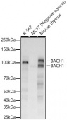 BACH1 Rabbit mAb (A22230)