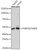 FKBP38/FKBP8 Rabbit mAb (A8701)