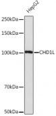 CHD1L Rabbit mAb (A17558)