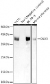 DLX3 Rabbit mAb (A20948)