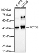 KCTD9 Rabbit mAb (A20967)