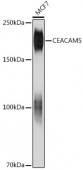 CEACAM5 Mouse mAb (A18131)