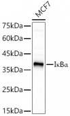 IκBα Rabbit mAb (A19714)