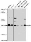 Bad Rabbit mAb (A19595)