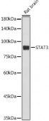 STAT3 Rabbit mAb (A22434)