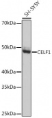 CELF1 Rabbit mAb (A1150)