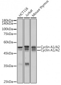 Cyclin A1/A2 Rabbit mAb (A2635)