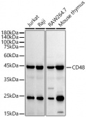 CD48 Rabbit mAb (A4084)