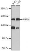 RNF20 Rabbit mAb (A4784)