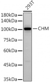 CHM Rabbit mAb (A9378)