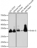 Endo G Rabbit mAb (A8801)