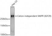 Cation-independent M6PR (IGF2R) Rabbit mAb (A21055)