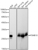 PSMB10 Rabbit mAb (A21123)