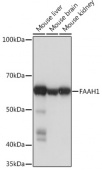 FAAH1 Rabbit mAb (A4099)