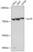 Ku70 Rabbit mAb (A11223)