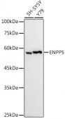 ENPP5 Rabbit mAb (A9415)