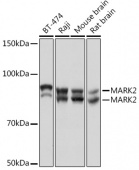 MARK2 Rabbit mAb (A6512)