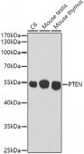 PTEN Mouse mAb (A11128)