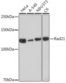 Rad21 Rabbit mAb (A19749)