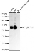 LAT1/SLC7A5 Rabbit mAb (A22292)