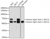Kinesin light chain 1 (KLC1) Rabbit mAb (A19249)