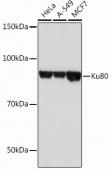 Ku80 Rabbit mAb (A12338)
