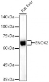 ENOX2 Rabbit mAb (A22403)
