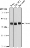 CTBP2 Rabbit mAb (A0463)