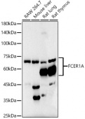 FceR1 alpha Rabbit mAb (A22729)