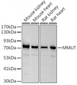 MMUT Rabbit mAb (A9406)
