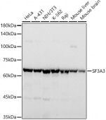 SF3A3 Rabbit mAb (A20927)