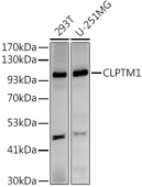 CLPTM1 Rabbit mAb (A9348)