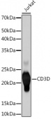 CD3D Rabbit mAb (A9770)