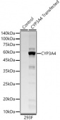 CYP3A4 Rabbit mAb (A22229)