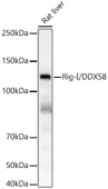 Rig-I/DDX58 Rabbit mAb (A23179)