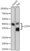 CD74 Rabbit mAb (A9149)