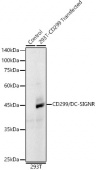 CD299/DC-SIGNR Rabbit mAb (A23121)