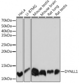 DYNLL1 Rabbit mAb (A4353)