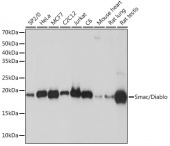 Smac/Diablo Rabbit mAb (A8889)