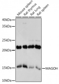 MAGOH Rabbit mAb (A3579)